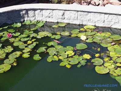 Estanque, hágalo usted mismo: cómo hacer un estanque en el sitio (+ fotos)